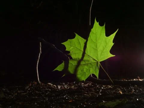 Single green leave forest, back light Stock Photos
