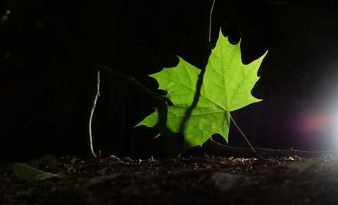 Single green leave forest, back light Stock Photos