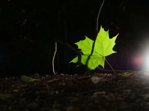Single green leave forest, back light Stock Photos