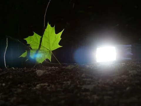Single green leave forest, back light Stock Photos