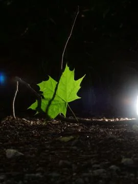 Single green leave forest, back light Stock Photos
