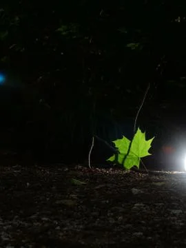 Single green leave forest, back light Stock Photos