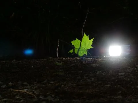 Single green leave forest, back light Stock Photos