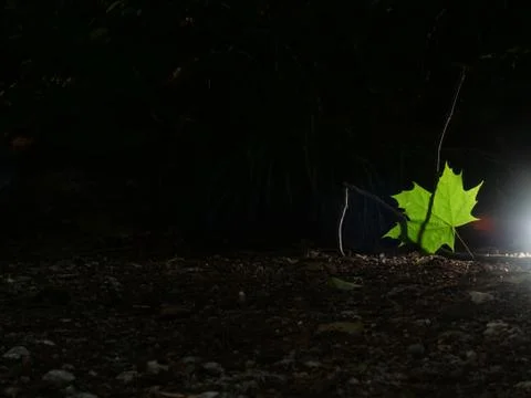 Single green leave forest, back light Stock Photos