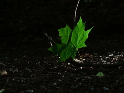 Single green leave forest, back light Stock Photos