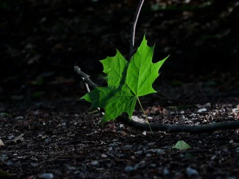 Single green leave forest, back light Stock Photos