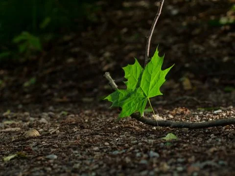 Single green leave forest, back light Stock Photos