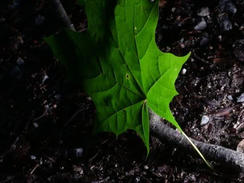 Single green leave forest, back light Stock Photos