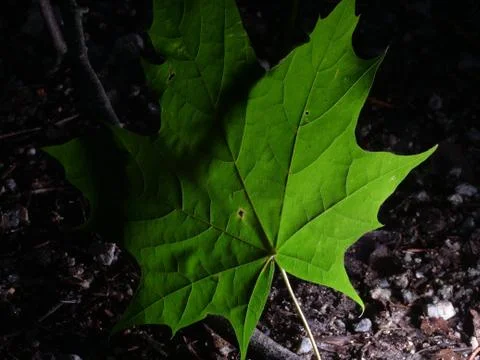 Single green leave forest, back light Stock Photos