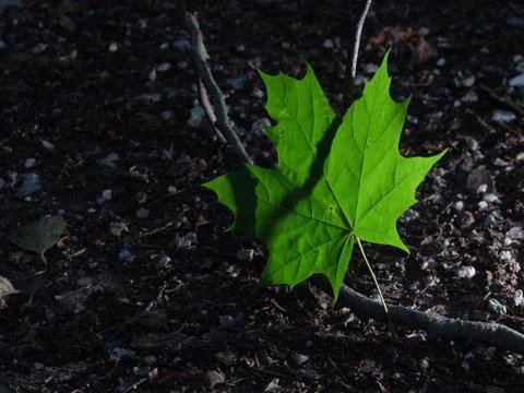 Single green leave forest, back light Stock Photos
