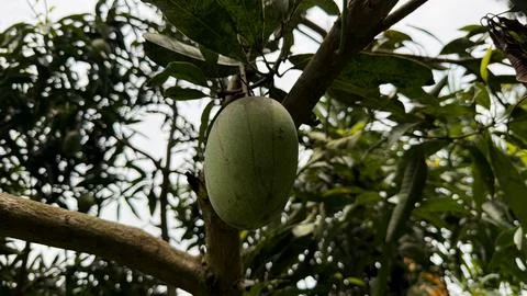 Single Green Mango Hanging on Tree Branch Surrounded by Green Leaves and Sky Foto stock