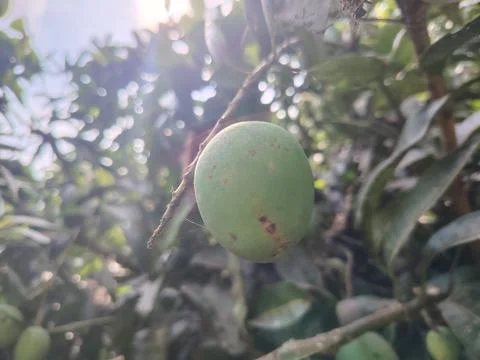 A single green mango hanging from a tree branch surrounded by lush green le.. 写真素材