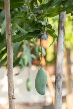 Single Green Mango on the Mango Tree Foto stock