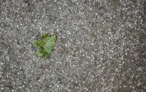 Single green maple leaf resting on rough asphalt pavement with ample copy s.. Stock Photos