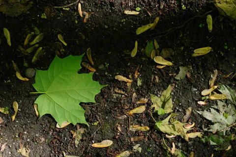 A single green maple leaf rests on dark soil scattered Foto stock