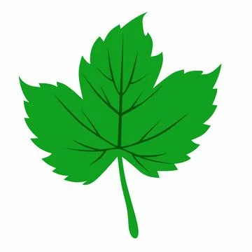 Single Green Maple Leaf Vector Illustration with Detailed Leaf Veins: Minimalist Stock Illustration