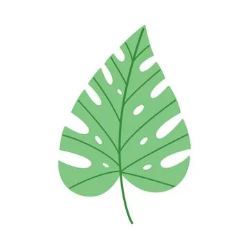 Single green monstera leaf isolated on white background, minimalist tropical 스톡 일러스트