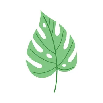 Single green monstera leaf isolated on white background, minimalist tropical Ilustração Stock