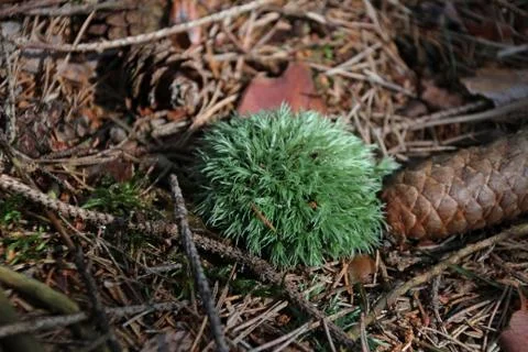 Single green moss in forest Stock Photos