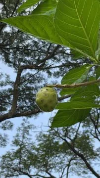 A single green noni fruit hangs from a branch, surrounded by large, vibrant l Stock Photos
