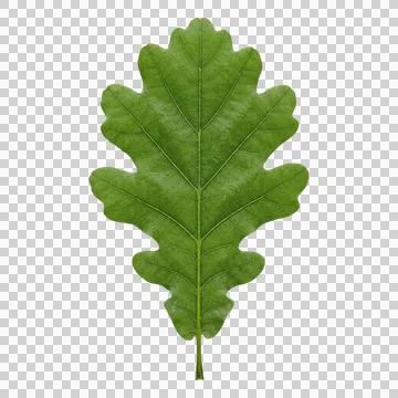 Single green oak leaf isolated on white background realistic botanical natu.. Stock Photos