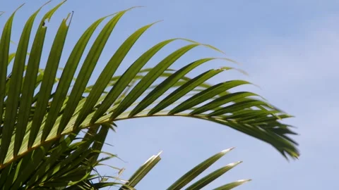 Single green palm frond arching close up with distinct leaflets against a s.. Stock Footage 344821150