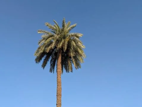 Single green palm tree against clear blue sky Stock Photos