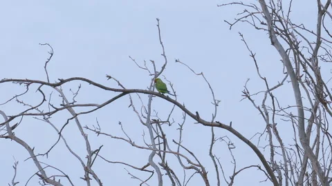 Single green parrot Vídeos de archivo 91188984