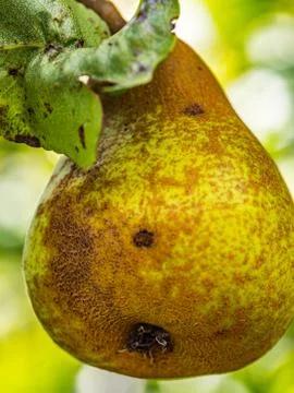 Single green pear on a tree Stock Photos