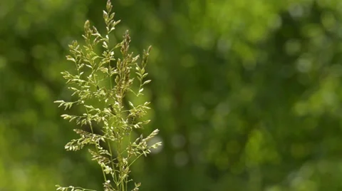 Single green plant with seeds Stock Footage 34282276