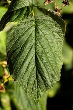 Single green raspberry leaf with drying brown edges illuminated by summer sun Stockfoto's