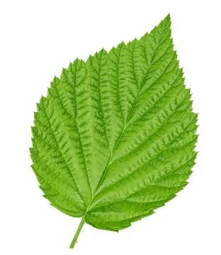 Single green raspberry leaf isolated with clipping path 스톡 사진