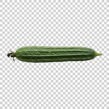 Single green ridge gourd vegetable isolated on transparent background natur.. 写真素材