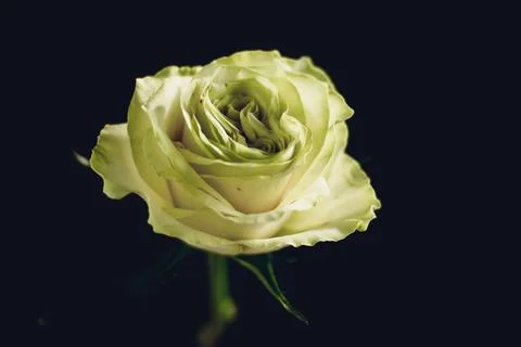 Single Green Rose Close-up Stock Photos