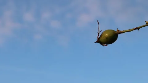 Single green rose hip. Stock Footage 286252769