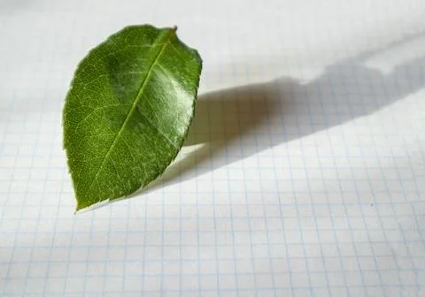 Single green rose leaf on a clean white piece of paper with shading. Copy spa Stockfoto's