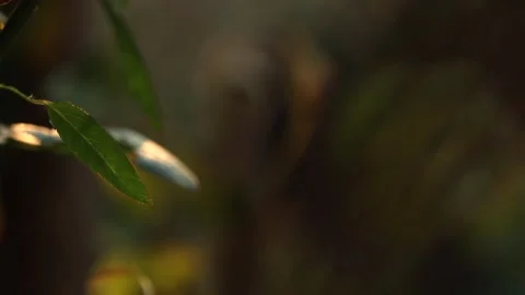 Single Green Rose Leaf in Warm Light with Soft Dark Background Stock-Footage 325716003
