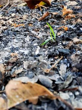 A single green sprout emerging from the dark ashes of a forest fire. Stock Photos