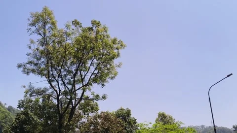 Single green tree against bright sky background Stock Footage 346659253