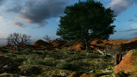 Single green tree and dead trees on mountain Video stock 235999692