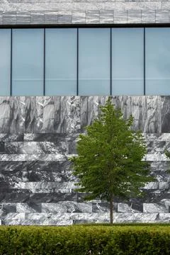 Single green tree and hedge against grey marble and glass facade Stock Photos