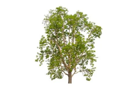 Single Green tree with clipping path on white background Фото