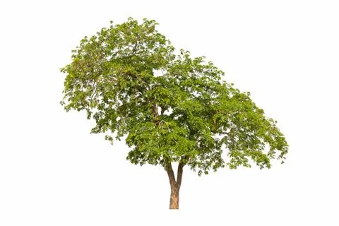 Single Green tree with clipping path on white background 库存照片