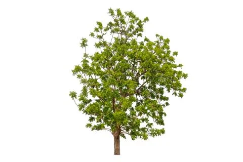 Single Green tree with clipping path on white background Фото