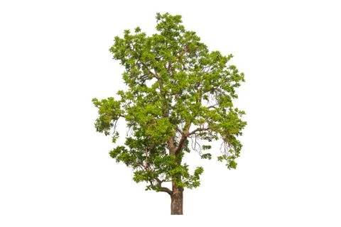 Single Green tree with clipping path on white background 스톡 사진