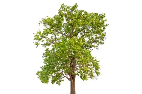 Single Green tree with clipping path on white background Фото