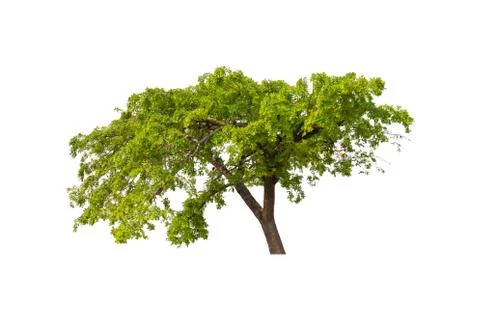 Single Green tree with clipping path on white background 스톡 사진