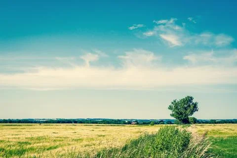 Single green tree on a field Stock Photos