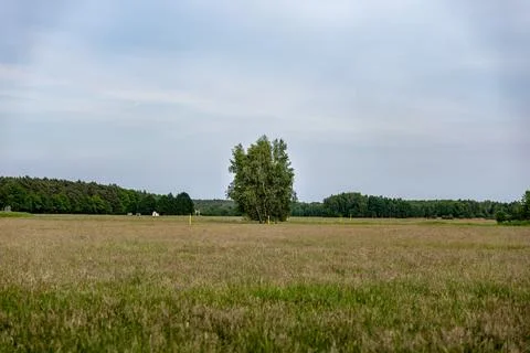 Single green tree growing in middle of vast dry meadow Foto stock