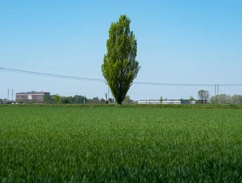 Single green tree in the middle of the field Stock Photos